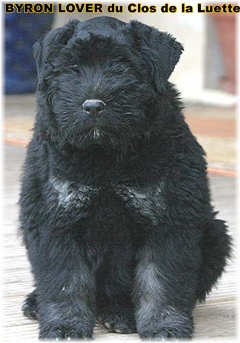 bouvier des flandres photo chiot - Elevage Clos Luette -  COPYRIGHT DEPOSE